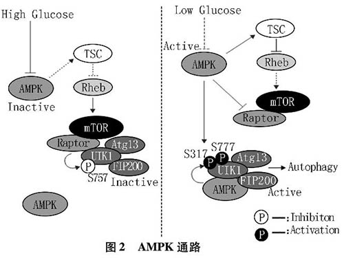 缺血缺氧狀態(tài)下細胞自噬相關分子機制的研究