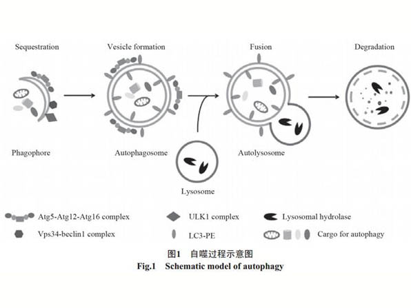 自噬的分子細胞機制研究進展