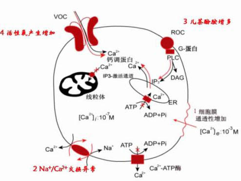 細(xì)胞凋亡與心肌缺血再灌注損傷研究