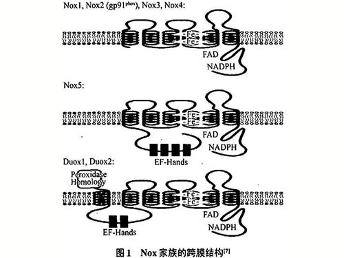 信號配體誘導(dǎo)的活性氧生成