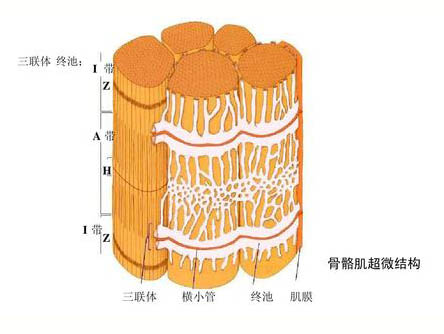 運動對骨骼肌超微結構的影響