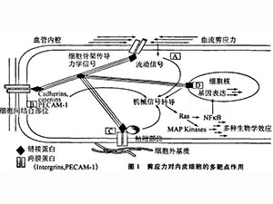 血流剪應(yīng)力、生物力藥理學(xué)與疾病防治