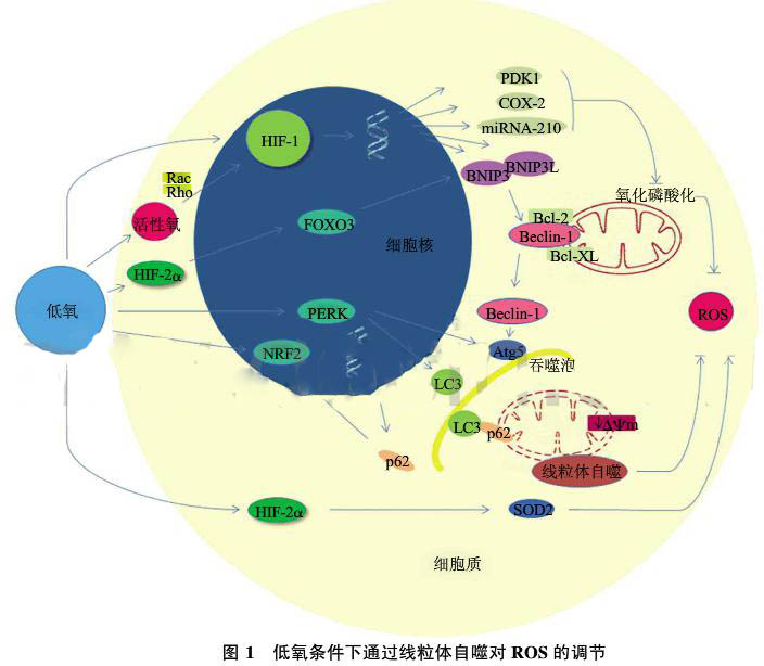 線粒體自噬在低氧適應中的作用